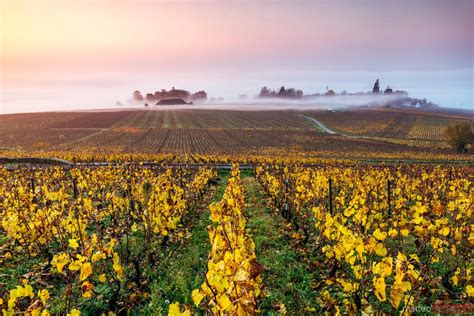 Matteo Colombo Travel Photography | Vineyards in autumn at sunrise, Cote d'Or, Burgundy, France ...