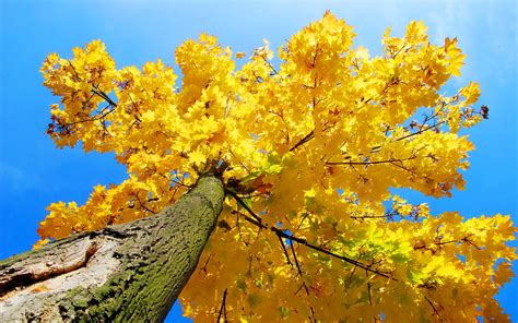 Yellow maple tree autumn wallpaper | 1920x1200 | #32600