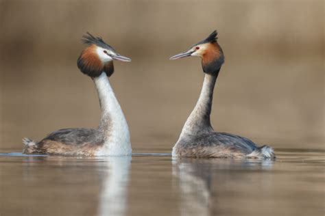 10 Species of Ducks That Swim Underwater (With Photos) - HayFarmGuy