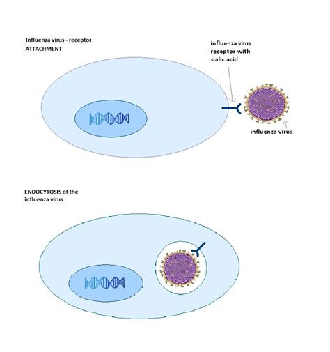 Is virus a cell ( Virus vs cell)