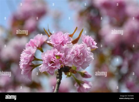 Japanese cherry blossoms Kyushu cherry blossoms Stock Photo - Alamy