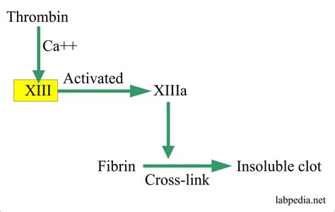 Factor XIII (fibrin stabilizing factor) – Labpedia.net