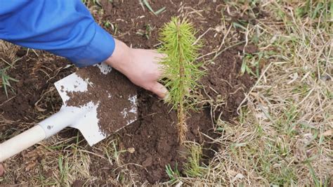 Buyers of Memorial Trees from funeral homes websites getting left in the dark - WFMJ.com