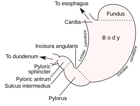 Curvatures of the stomach - Wikipedia