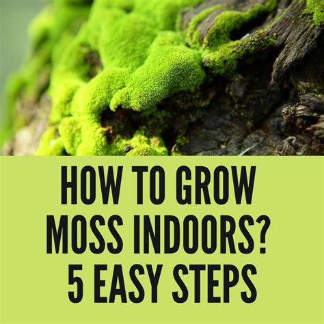 How To Grow Moss Indoors? 5 Easy Steps - Gardening For You