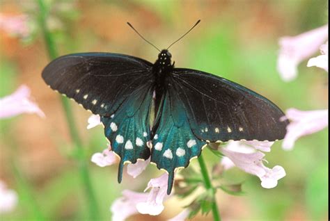 Pipevine Swallowtail - Alabama Butterfly Atlas