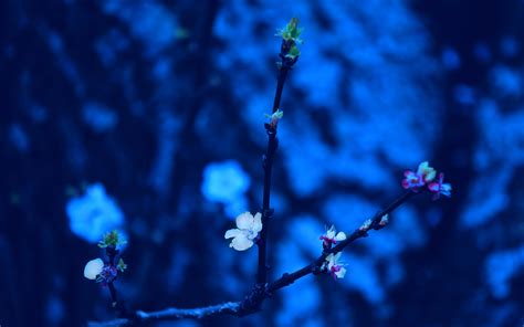 blue, Spring Wallpapers HD / Desktop and Mobile Backgrounds