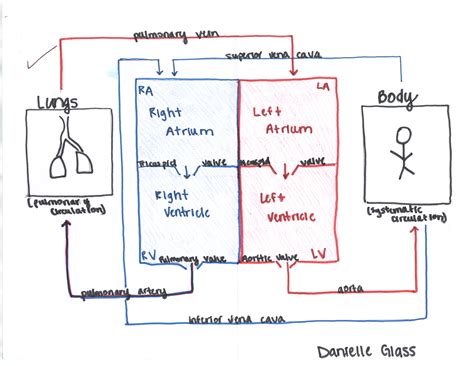 Heart Box Diagram With Valves