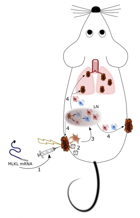 Figure 1 MLKL-mRNA anti-tumor therapy