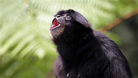 Zoo Solves Mystery Of How A Gibbon Kept Alone In Her Cage Gave Birth ...