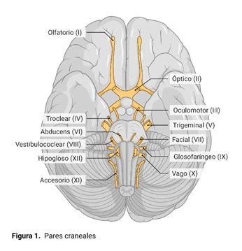 Fisiología sensorial: pares craneales | FISIOLOGÍA