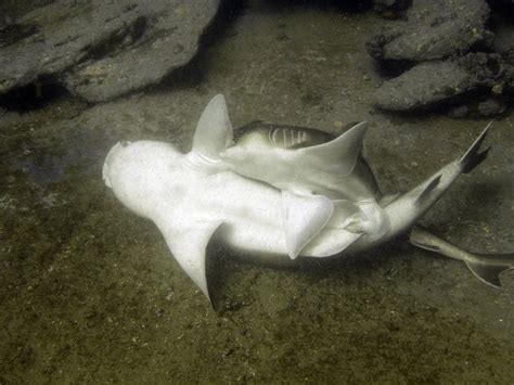 How Do Shark Mating Habits Work? ~~ Shark Reproduction & Challenges