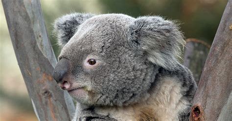 Pair of koalas to be on view at Santa Barbara Zoo starting April 28