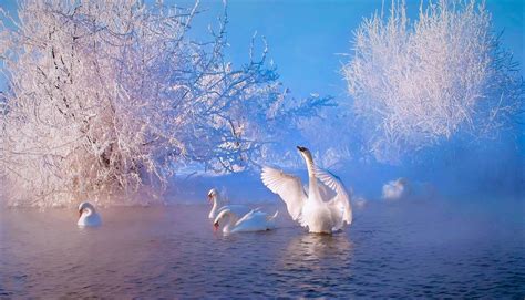 Swans At Lake Wallpapers - Wallpaper Cave