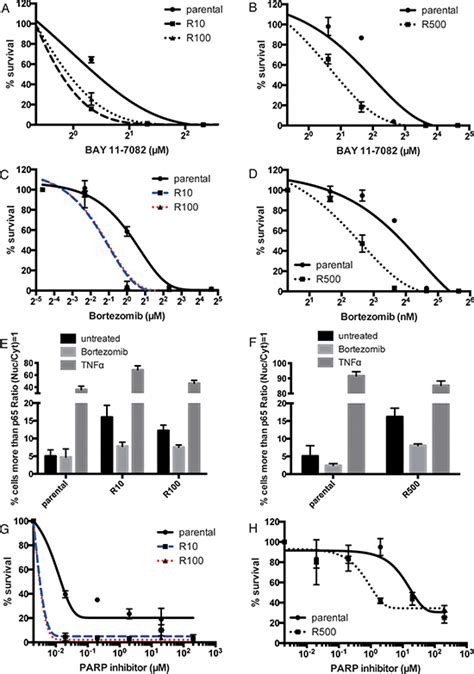 Oncotarget | NF-kB signaling mediates acquired resistance after PARP inhibition