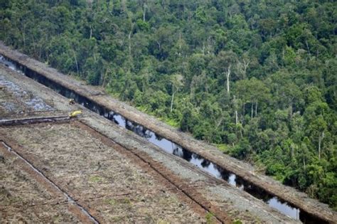 Indonesia moves towards approving deforestation plan