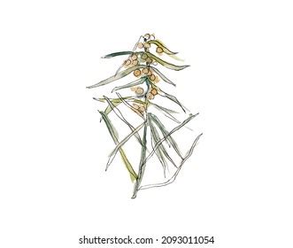 476 Wattle sketch Images, Stock Photos & Vectors | Shutterstock