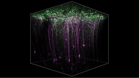 Related Content: 2-Photon Microscopy Shows Learning Involves Various ...