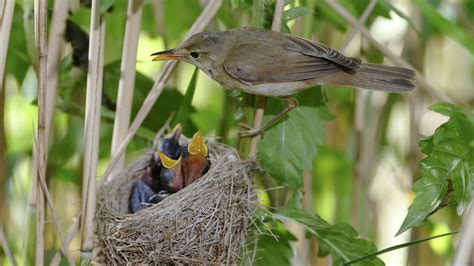 Earth’s Magnetic Field Serves as ‘Stop Sign’ for Migrating Songbirds ...