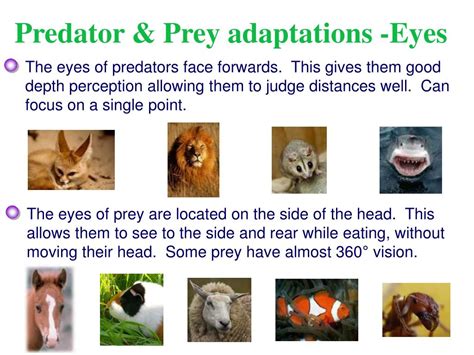 PPT - Predator Prey Relationships PowerPoint Presentation, free download - ID:4237514