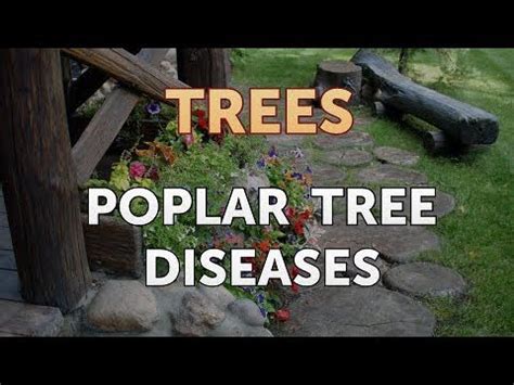 Poplar Tree Diseases - YouTube