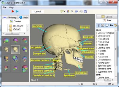 BoneLab is a teaching and learning tool for medical professionals ...