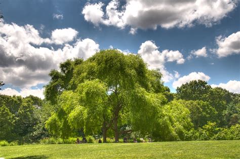 Willow tree | This was taken from the south end of the Great… | Flickr