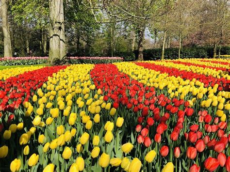 Opening Keukenhof tulip gardens 2020 | Amsterdam Art