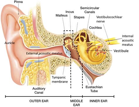 External Ear – Anatomy QA