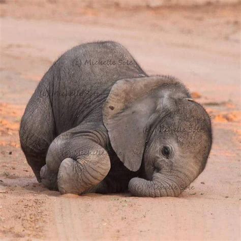 Wildlife | Nature | Animals 🦁 on Instagram: “Newborn Baby Elephant 🐘 “Elephants tend to be very ...