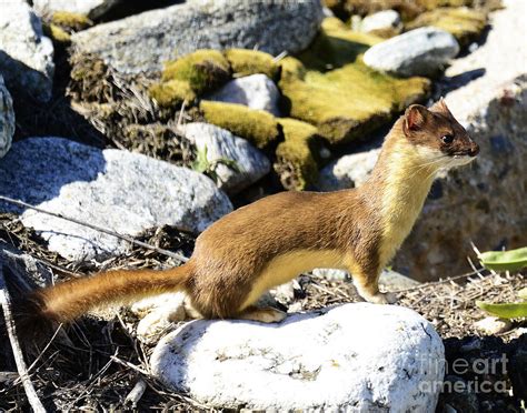 Long Tailed Weasel Hunting Photograph by Dennis Hammer - Pixels