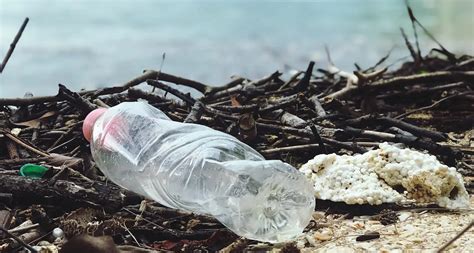 Why are Disposable Water Bottles Harmful to the Environment?