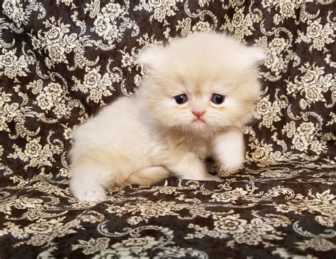 Available Kittens | Kittens, Persian kittens for sale, Persian kittens