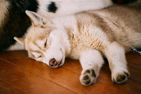 Why does my husky sleep by the door?