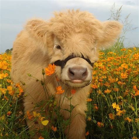 Clo on Instagram: “@theadventuresofminifinn June 2019 🌼” | Fluffy cows ...