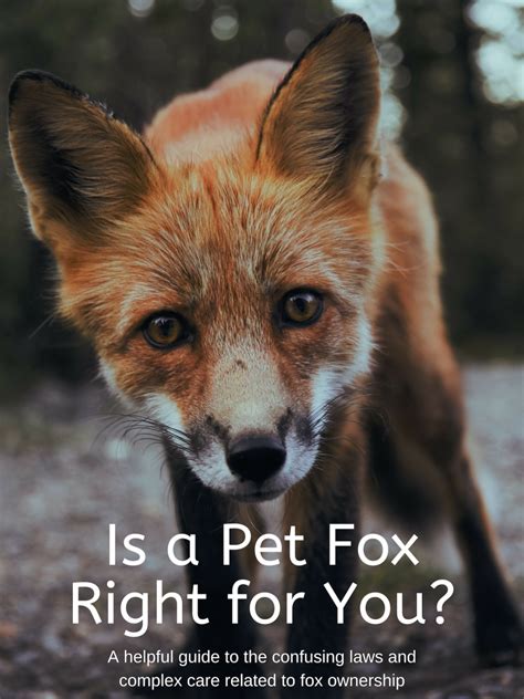 Pet Fox Guide: Legality, Care, and Important Information - PetHelpful