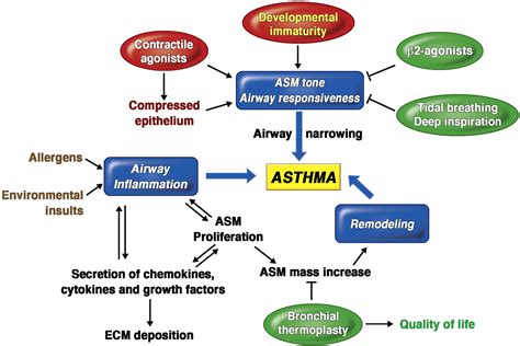 Airway smooth muscle pathophysiology in asthma - Journal of Allergy and ...