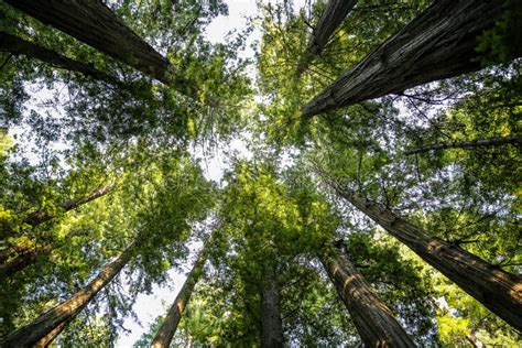 Big Green Tree Forest Look Up View at Redwoods National Park Spring Stock Image - Image of plant ...