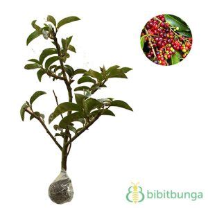 Tanaman Buah Buni (Bignay Fruit) - BibitBunga.com