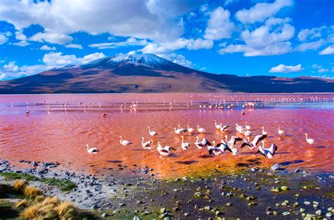 Visiter Laguna Colorada (Bolivie) en Famille - Les P'tits Covoyageurs