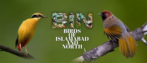 BIRDS OF ISLAMABAD AND NORTH
