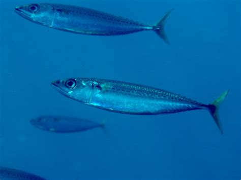 Blue mackerel - Wikipedia