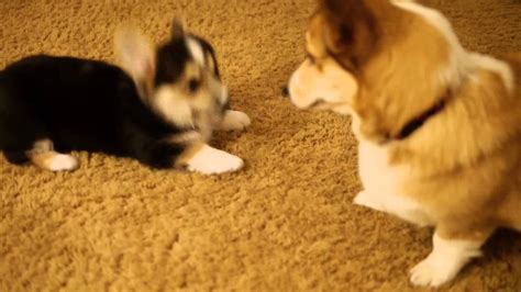 Corgi Play - YouTube