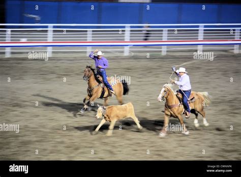 Team roping, Cody Nite rodeo, Cody, Wyoming, USA Stock Photo - Alamy