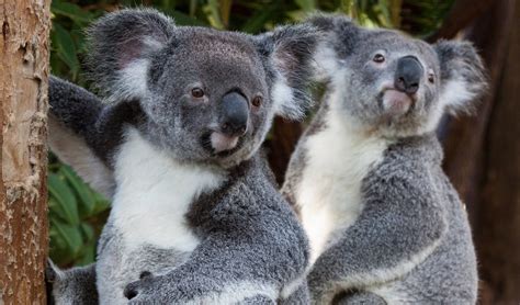 Advice from the most romantic Australian animals