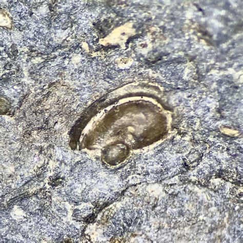 Ostracod Fossil from the Late Carboniferous - Fossils of Parks Township