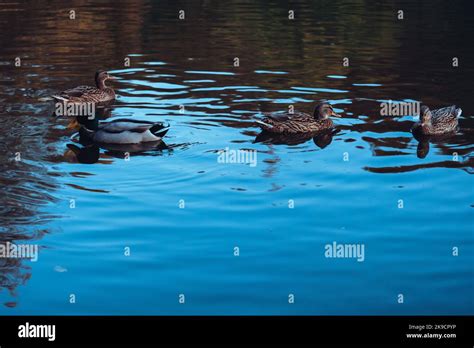 a flock of ducks are swimming in a body of water Stock Photo - Alamy