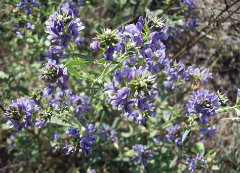 Alfalfa - The Daily Garden