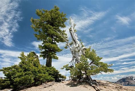 White Bark Pine (pinus Albicaulis) Photograph by Bob Gibbons/science ...