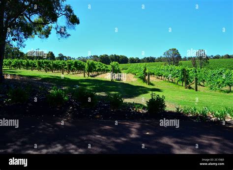 Australian vineyards: viticulture and enology in Southern Hemisphere Stock Photo - Alamy